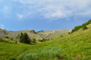 Ölü ağaçlar Vadisi