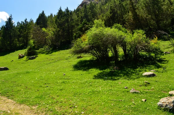 Dağlardaki köknar ağaçları