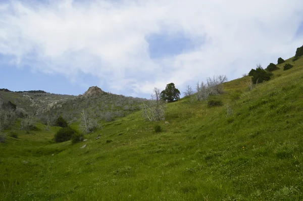 Ölü ağaçlar Vadisi