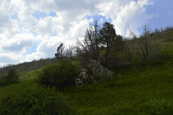 Vale de árvores mortas — Fotografia de Stock