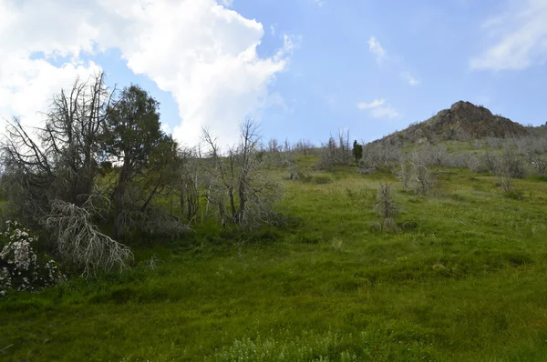 Valle di alberi morti — Foto Stock