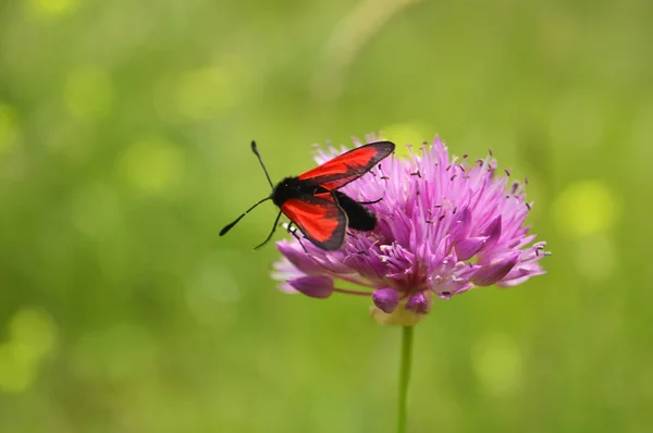 Red moth — Stock Photo, Image