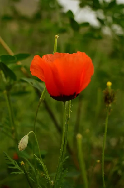 ケシの花 — ストック写真