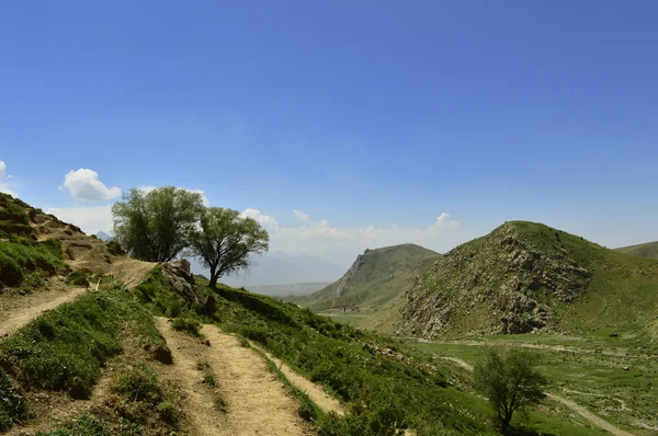 Alberi in montagna — Foto Stock