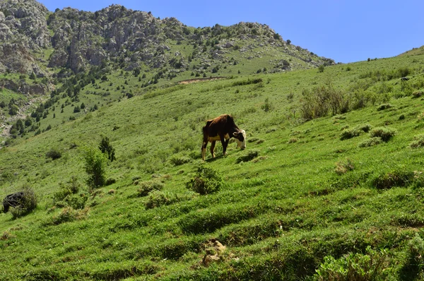 Dağlarda inekler — Stok fotoğraf