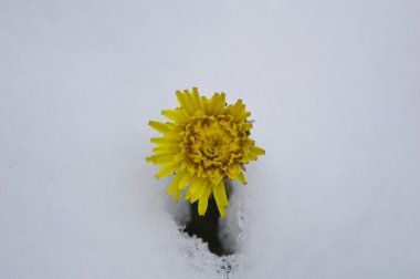 kar arasında Karahindiba çiçeği