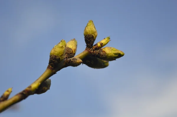 PEAR tree rügyek — Stock Fotó