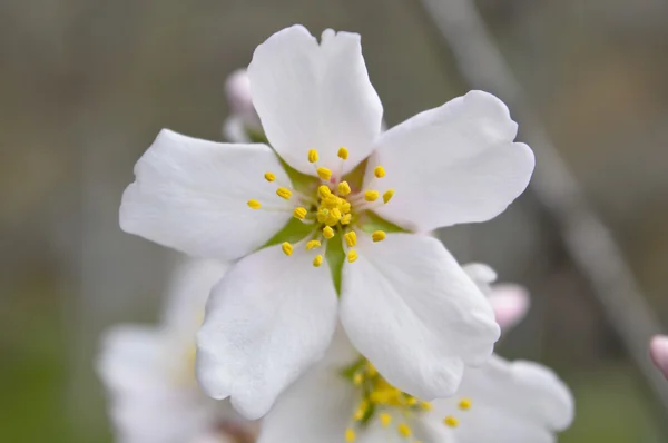 Flor de amêndoa — Fotografia de Stock