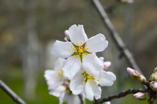 Flor de amêndoa — Fotografia de Stock