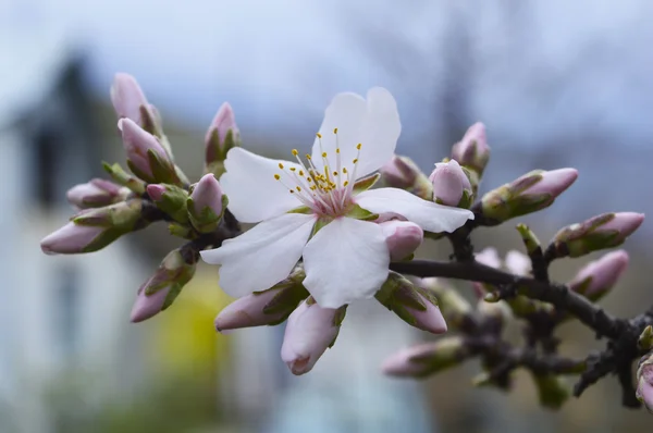 Flor de amêndoa — Fotografia de Stock