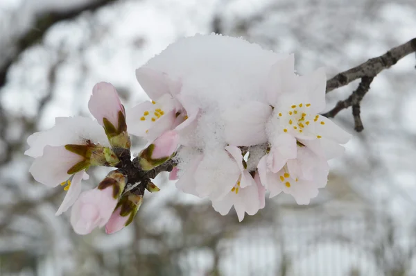 badem tomurcukları kar