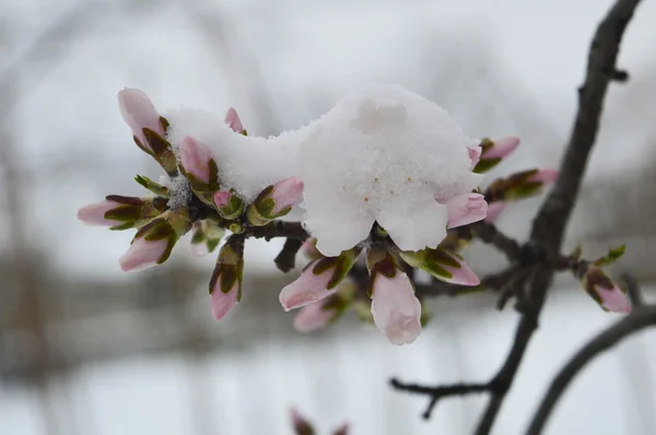 Neve nos botões de amêndoa — Fotografia de Stock