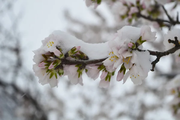 Snow on the almond  buds — Stock Photo, Image