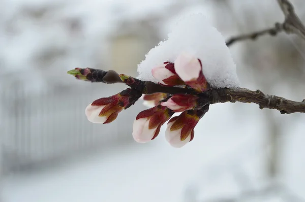 Neve em botões de árvore de damasco — Fotografia de Stock