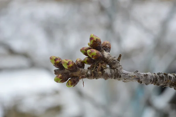 Cherry tree buds — Stock Photo, Image