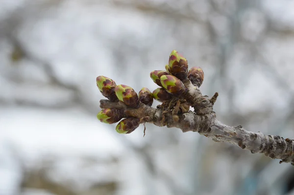 Cherry tree buds — Stock Photo, Image