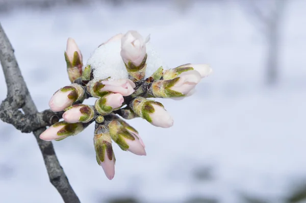 Neve nos botões de amêndoa — Fotografia de Stock