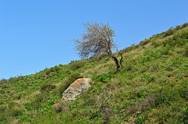 Tree in the mountains — Stock Photo, Image