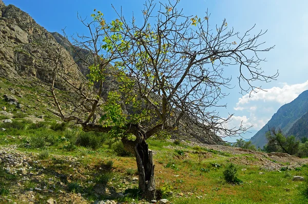 Albero in montagna — Foto Stock