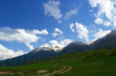 Huş ağaçları ile arka plan üzerinde karlı dağlar