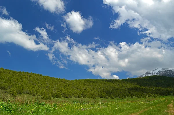 Arka plan ile ardıç yeşil çayır
