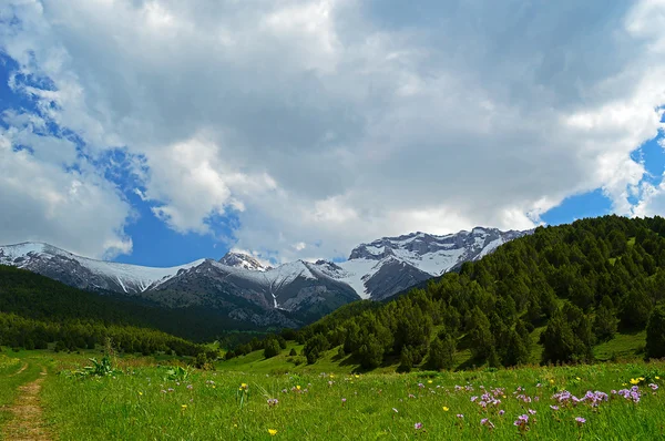 Pradera verde con montañas nevadas en el fondo — Foto de Stock