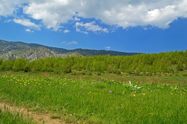 Arka plan ile ardıç yeşil çayır