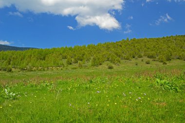 Çiçekli yeşil çayır