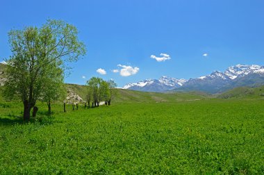 Yeşil çayır arasında eski ağaç