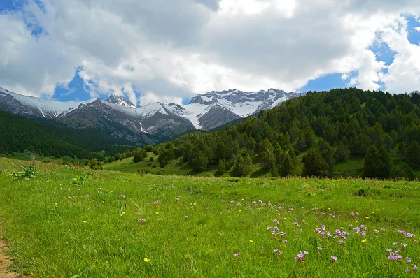 Green meadow with snowy mountains on background