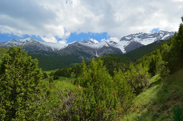 Juniper di pegunungan — Stok Foto