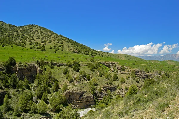 Enebro en las montañas, Kirguistán — Foto de Stock