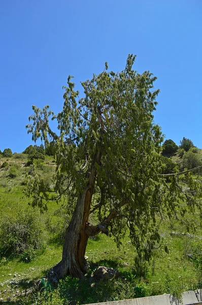 Dağlardaki yaşlı ağaç