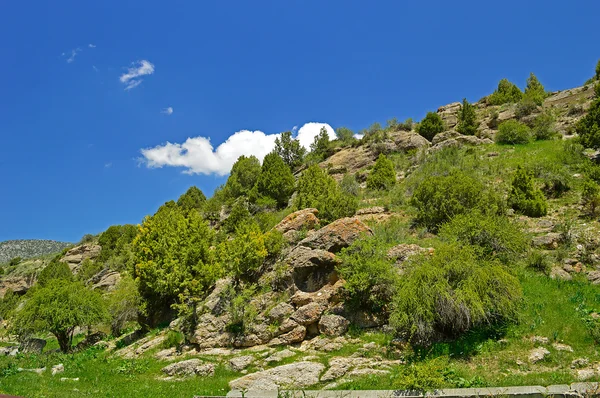 Juniper nas montanhas, Quirguistão — Fotografia de Stock