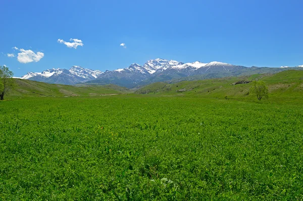 Зеленый луг со снежными горами на заднем плане — стоковое фото