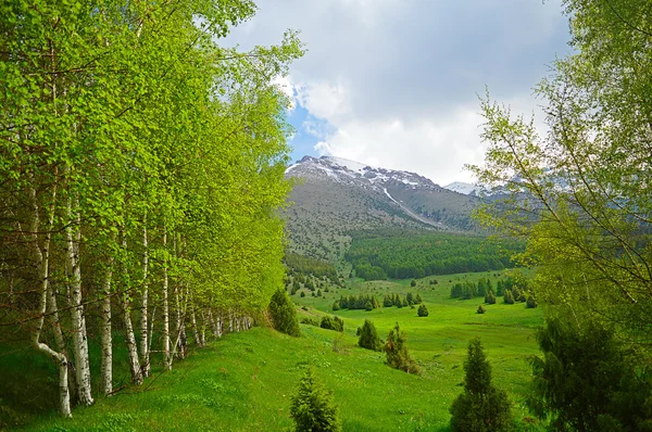 Huş ağaçları dağlarda
