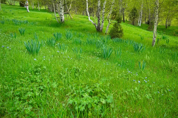 꽃이 달린 푸른 초원 — 스톡 사진