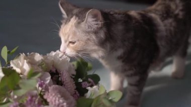 Genç kedi, yatak odasında düğün çiçeği kokusu alıyorum.