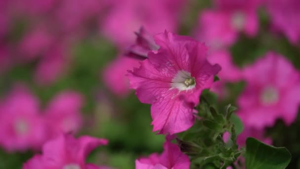 Lila lila rózsaszín virágok szabadban petúnia — Stock videók