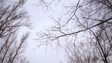 Kış ağaçları ve kar tatilinde gökyüzü