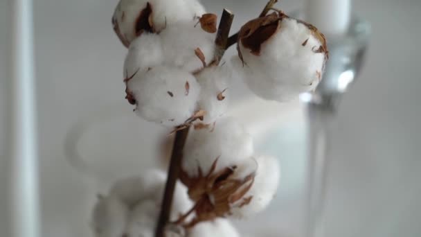 Rama de planta de algodón blanco en jarrón. Decoración en el interior o celebración — Vídeos de Stock