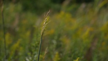Hassas Çimen Tohumu 'na odaklan, Çimenlerin Karmaşık Tohumu Yumuşak Bulanık Çiçek Ortamı Altında Vurgulanmış