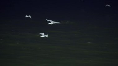 Dalış Martıları Kıyısı ve Dalgaların Üzerindeki Dalgalar ile Yakın Sahil Gece Uçuşu, Kamera Perspektifini Kapat Sprey ve Su Sıçratma, Acil
