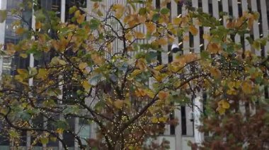 Sarı Yapraklı Şehir Ağacı, Modern ofis cephesine karşı ılık peri ışıklarıyla süslenmiş, Bulutlu Gökyüzü, Hafif Rüzgar Dalları,