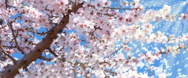 Badem çiçeği-bahar