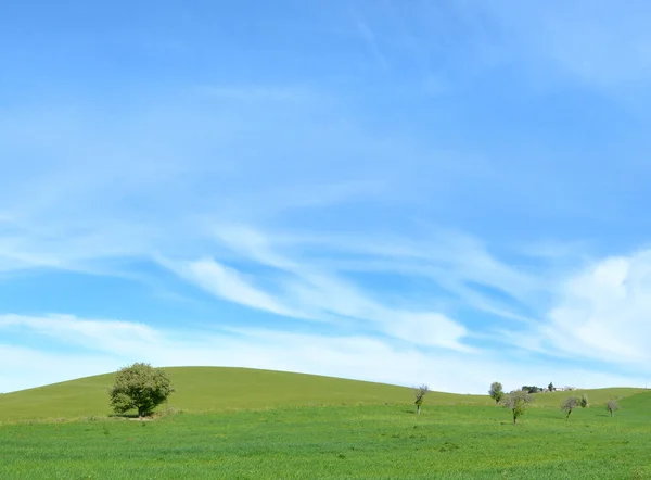 Pradera Verde Con Cielo Azul —  Fotos de Stock