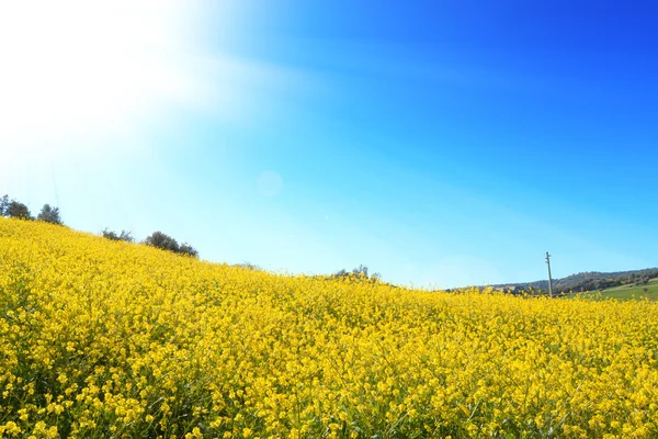 Bionafta Dobré Pole Žlutou Řepkové Květiny Krásné Modré Nebe Biopaliva — Stock fotografie