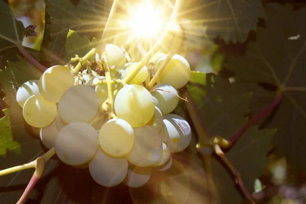 Bunch White Grapes Sun Leaves — Stock Photo, Image