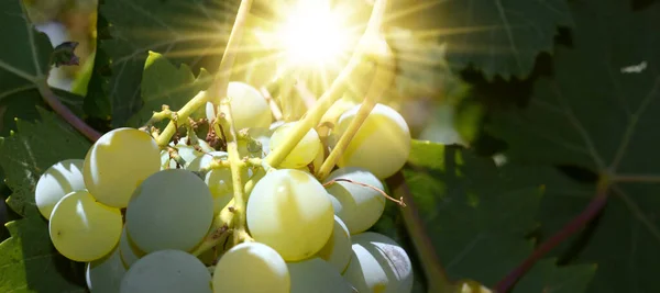 Bunch White Grapes Sun Leaves — Stock Photo, Image