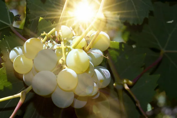 Bunch White Grapes Sun Leaves — Stock Photo, Image